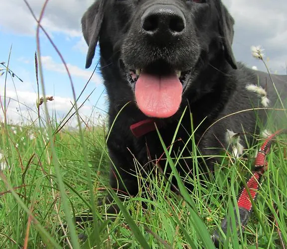 Bed & Breakfast Hillside 4*